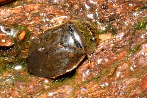 Réf. 217 253 : Ilyocoris cimicoides